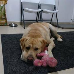 Fitsanvet Cabinet Veterinar, Floreşti program de funcționare