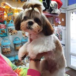 Petshop Ciocarlia, Brăila program de funcționare