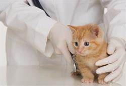Cabinet veterinar Katy Vet &Co, Iaşi program de funcționare