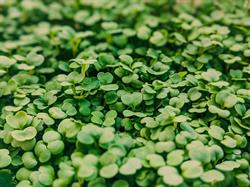 Green Small World Ilfov, Cornetu program de funcționare