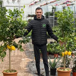 Flori Din Sera Danei, Piscu Nou program de funcționare