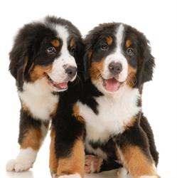 Cristina's dogs Salon, Braşov program de funcționare