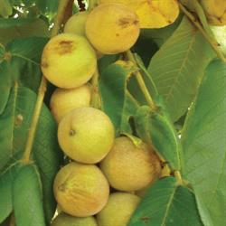 Murnic TRPC - Pepiniera Paulownia, Nuci Chandler, Franquete - Plantatii, Ploieşti program de funcționare