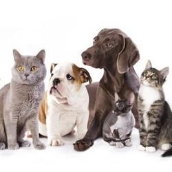 Cabinet Veterinar Dr. Sarkany Francisc, Bistriţa program de funcționare