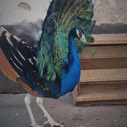 Gradina Zoologica Radauti, program de funcționare