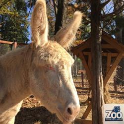 Grădina Zoologică "Prof. Ioan Crişan" Resita, program de funcționare