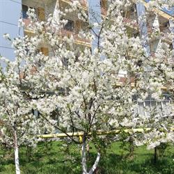 hotel parc, Craiova program de funcționare