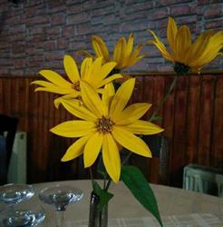Restaurant Masa Lui Traian, Brezoi program de funcționare