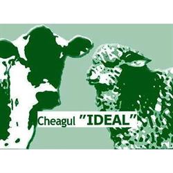 Cheag Ideal, Chitila program de funcționare