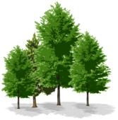S.C. FOREST COMPANY SRL BUZAU în Tăbărăşti, Com. Galbinasi - program de funcționare