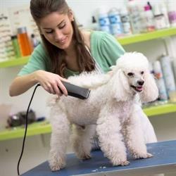 GREEN VET în Iaşi, Canta - program de funcționare