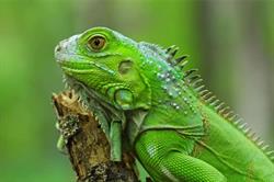 Iguana, Tulcea program de funcționare