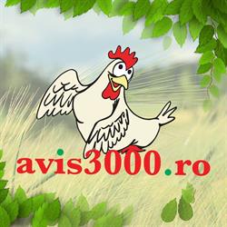 SC AVIS 3000 SA, Mintia program de funcționare
