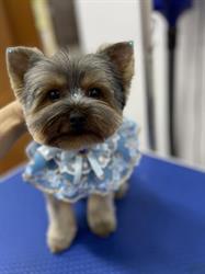 Blu Pet Salon în Bucureşti, Sector 2 - program de funcționare
