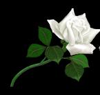 Stefania Servicii Funerare, Ploieşti program de funcționare