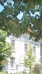 Direcţia Judeţeană pentru Cultură Dolj, Craiova program de funcționare