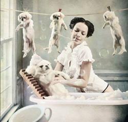 Alti Pet Salon, Piteşti program de funcționare