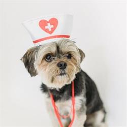 Farmacie Veterinara Mari Marc, Braşov program de funcționare