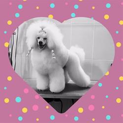 Stylish Pets în Bucureşti, Sector 5 - program de funcționare