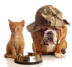 PET & FOOD OUTLET SRL, Arad program de funcționare