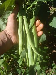 ProAgricultura, Iaşi program de funcționare
