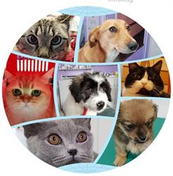 Vet Medical Consulting în Bucureşti, Sector 2 - program de funcționare