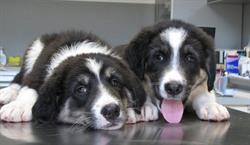 Cabinet Veterinar AnimalMed, Baia Mare program de funcționare