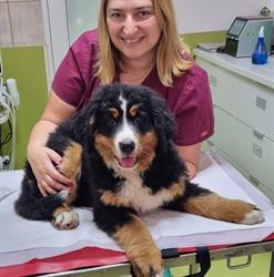 Clinica Veterinara Duo-Vet, Timişoara program de funcționare