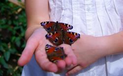 BUTTERFLY TRADING SRL în Bucureşti, Sector 1 - program de funcționare
